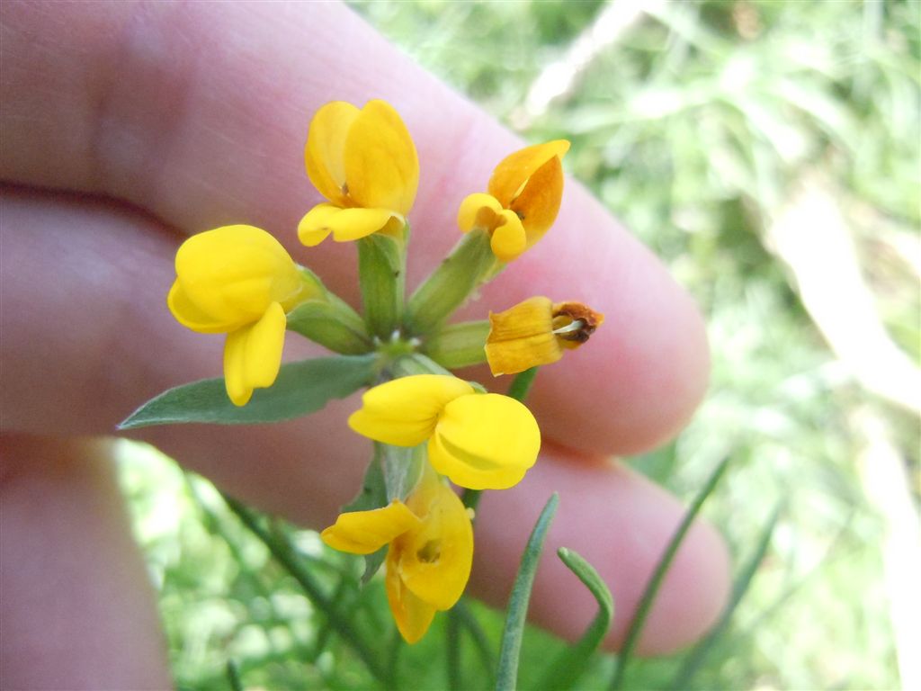 Fabacea : Lotus cytisoides